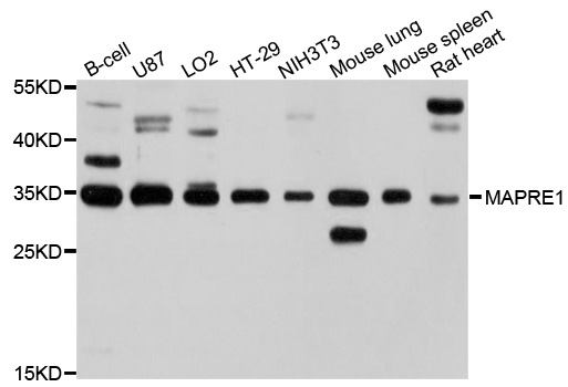 MAPRE1 / EB1 Antibody - Western blot analysis of extracts of various cells.