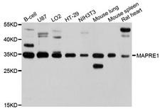 MAPRE1 / EB1 Antibody - Western blot analysis of extracts of various cells.