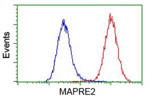 MAPRE2 / EB2 Antibody - Flow cytometry of HeLa cells, using anti-MAPRE2 antibody (Red), compared to a nonspecific negative control antibody (Blue).
