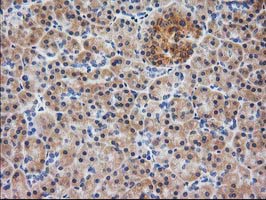 MAPRE2 / EB2 Antibody - IHC of paraffin-embedded Human pancreas tissue using anti-MAPRE2 mouse monoclonal antibody.