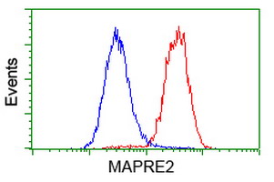 MAPRE2 / EB2 Antibody - Flow cytometry of HeLa cells, using anti-MAPRE2 antibody (Red), compared to a nonspecific negative control antibody (Blue).