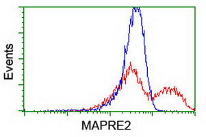 MAPRE2 / EB2 Antibody - HEK293T cells transfected with either overexpress plasmid (Red) or empty vector control plasmid (Blue) were immunostained by anti-MAPRE2 antibody, and then analyzed by flow cytometry.