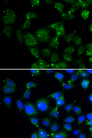 MAPRE2 / EB2 Antibody - Immunofluorescence analysis of HeLa cells.