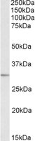 MAPRE3 / EB3 Antibody - MAPRE3 antibody (0.1 ug/ml) staining of Human Brain (Amygdala) lysate (35 ug protein in RIPA buffer). Primary incubation was 1 hour. Detected by chemiluminescence.