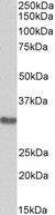 MAPRE3 / EB3 Antibody - Goat Anti-MAPRE3 Antibody (0.3?/ml) staining of Mouse Brain lysate (35? protein in RIPA buffer). Primary incubation was 1 hour. Detected by chemiluminescence.