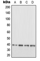 MAPRE3 / EB3 Antibody - Western blot analysis of EB3 expression in SHSY5Y (A); HeLa (B); SP2/0 (C); PC12 (D) whole cell lysates.