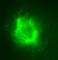 MAPRE3 / EB3 Antibody - Immunofluorescent staining of EB3 antibody. KT36 immunofluorescent staining for cell mitosis.