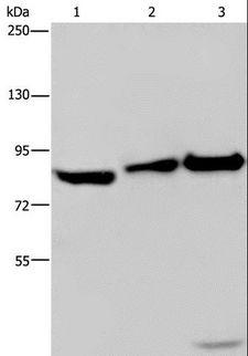 MAPRE3 / EB3 Antibody - Western blot analysis of NIH/3T3 cell, mouse lung and liver tissue, using ECE1 Polyclonal Antibody at dilution of 1:550.