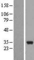 MAPRE3 / EB3 Protein - Western validation with an anti-DDK antibody * L: Control HEK293 lysate R: Over-expression lysate