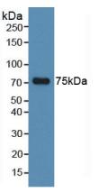 MAPT / Tau Antibody - Western Blot; Sample: Human Hela Cells.