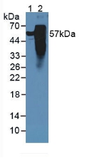 MAPT / Tau Antibody