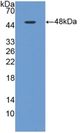 MAPT / Tau Antibody