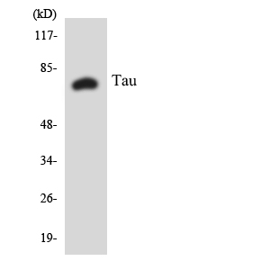 MAPT / Tau Antibody - Western blot analysis of the lysates from HepG2 cells using Tau antibody.