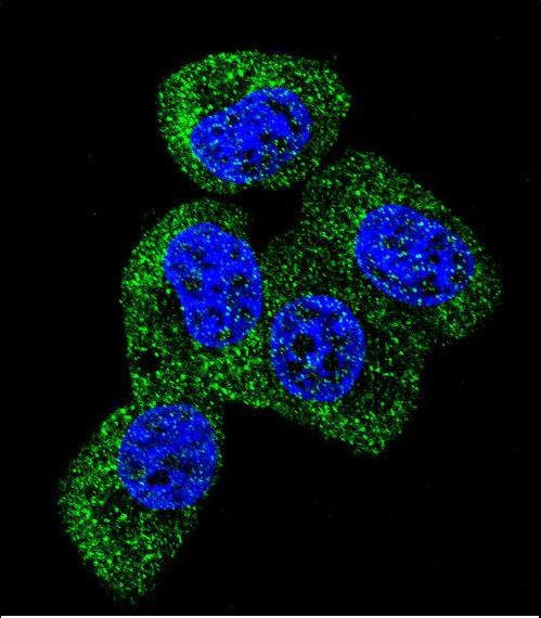 MAPT / Tau Antibody - Confocal immunofluorescence of TAU Antibody with MCF-7 cell followed by Alexa Fluor 488-conjugated goat anti-rabbit lgG (green). DAPI was used to stain the cell nuclear (blue).