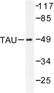 MAPT / Tau Antibody - Western blot of Tau (A390) pAb in extracts from HeLa mouse brain.