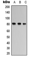 MAPT / Tau Antibody - Western blot analysis of TAU (pS356) expression in SHSY5Y (A); mouse brain (B); rat brain (C) whole cell lysates.