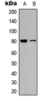 MAPT / Tau Antibody - Western blot analysis of TAU expression in SHSY5Y (A); mouse brain (B) whole cell lysates.