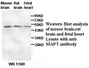 MAPT / Tau Antibody