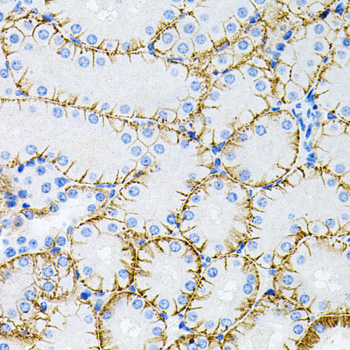MAPT / Tau Antibody - Immunohistochemistry of paraffin-embedded mouse kidney using MAPT antibodyat dilution of 1:100 (40x lens).