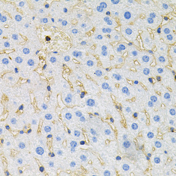 MAPT / Tau Antibody - Immunohistochemistry of paraffin-embedded mouse liver using MAPT antibodyat dilution of 1:100 (40x lens).