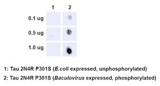 MAPT / Tau Antibody - Dot Blot analysis using Rabbit Anti-Tau Monoclonal Antibody, Clone AH36. Species: E. Coli, Baculovirus. Primary Antibody: Rabbit Anti-Tau Monoclonal Antibody at 1:500. Secondary Antibody: Goat anti-rabbit IgG:HRP.