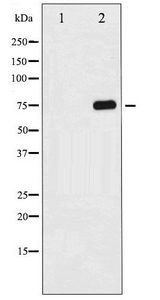 MAPT / Tau Antibody - Western blot of Tau phosphorylation expression in 293 whole cell lysates,The lane on the left is treated with the antigen-specific peptide.