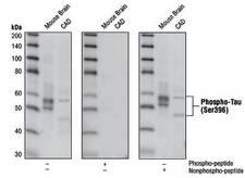 MAPT / Tau Antibody - Western blot of extracts from mouse brain and CAD cells, using Tau, phosphorylated (Ser396). The phospho-specificity of the antibody was verified by peptide blocking using no peptide, phospho-peptide or nonphospho-peptide.