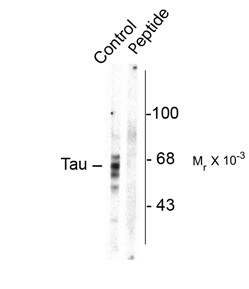 MAPT / Tau Antibody - Western blot of rat brain homogenate showing specific immunolabeling of the ~59, 65, 68k Tau isoforms phosphorylated at Ser416(control). Immunolabeling is blocked by preadsorption with the phospho-peptide used as antigen (Peptide) but not by the corresponding dephospho-peptide (not shown).