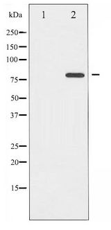 MAPT / Tau Antibody - Western blot of Tau phosphorylation expression in Mouse brain tissue lysates,The lane on the left is treated with the antigen-specific peptide.