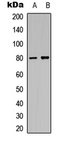 MAPT / Tau Antibody - Western blot analysis of TAU (pT205) expression in SHSY5Y (A); mouse brain (B) whole cell lysates.