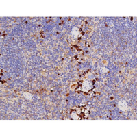 MAPT / Tau Antibody - 1:200 staining mouse spleen tissue by IHC-P. The tissue was formaldehyde fixed and a heat mediated antigen retrieval step in citrate buffer was performed. The tissue was then blocked and incubated with the antibody for 1.5 hours at 22°C. An HRP conjugated goat anti-rabbit antibody was used as the secondary.