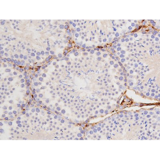 MAPT / Tau Antibody - 1:200 staining mouse testis tissue by IHC-P. The tissue was formaldehyde fixed and a heat mediated antigen retrieval step in citrate buffer was performed. The tissue was then blocked and incubated with the antibody for 1.5 hours at 22°C. An HRP conjugated goat anti-rabbit antibody was used as the secondary.