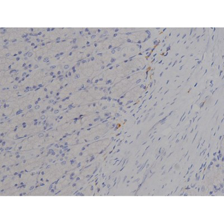 MAPT / Tau Antibody - 1:200 staining rat ganstric tissue by IHC-P. The tissue was formaldehyde fixed and a heat mediated antigen retrieval step in citrate buffer was performed. The tissue was then blocked and incubated with the antibody for 1.5 hours at 22°C. An HRP conjugated goat anti-rabbit antibody was used as the secondary.