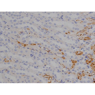 MAPT / Tau Antibody - 1:200 staining rat kidney tissue by IHC-P. The tissue was formaldehyde fixed and a heat mediated antigen retrieval step in citrate buffer was performed. The tissue was then blocked and incubated with the antibody for 1.5 hours at 22°C. An HRP conjugated goat anti-rabbit antibody was used as the secondary.