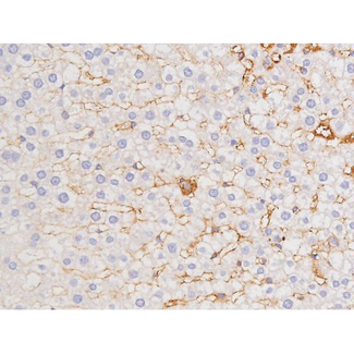 MAPT / Tau Antibody - 1:200 staining rat liver tissue by IHC-P. The tissue was formaldehyde fixed and a heat mediated antigen retrieval step in citrate buffer was performed. The tissue was then blocked and incubated with the antibody for 1.5 hours at 22°C. An HRP conjugated goat anti-rabbit antibody was used as the secondary.