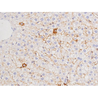 MAPT / Tau Antibody - 1:200 staining rat liver tissue by IHC-P. The tissue was formaldehyde fixed and a heat mediated antigen retrieval step in citrate buffer was performed. The tissue was then blocked and incubated with the antibody for 1.5 hours at 22°C. An HRP conjugated goat anti-rabbit antibody was used as the secondary.