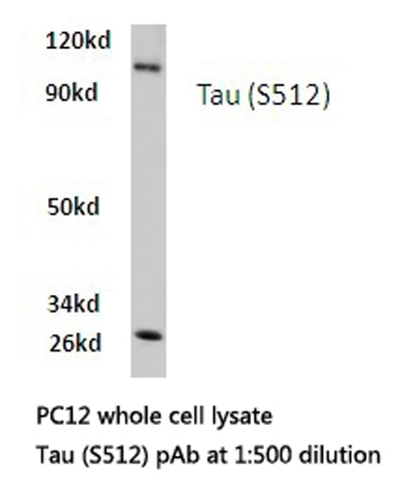 MAPT / Tau Antibody - Western blot of Tau (S512) pAb in extracts from PC12 cells.