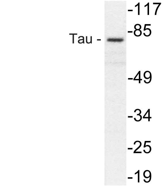 MAPT / Tau Antibody - Western blot of Tau (V229) pAb in extracts from COLO205 cells.
