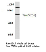 MAPT / Tau Antibody - Western blot of Tau (V256) pAb in extracts from raw264.7 cells.