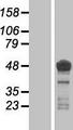 MAPT / Tau Protein - Western validation with an anti-DDK antibody * L: Control HEK293 lysate R: Over-expression lysate