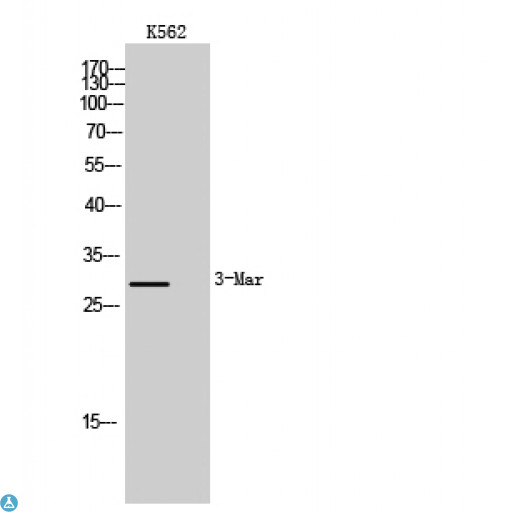 MARCH2 Antibody - Western Blot (WB) analysis of K562 cells using MARCH3 polyclonal antibody.