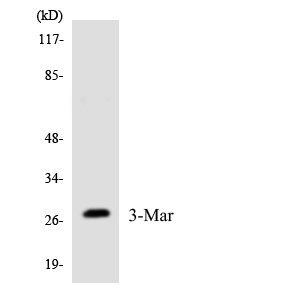 MARCH3 Antibody - Western blot analysis of the lysates from RAW264.7cells using MARCH3 antibody.