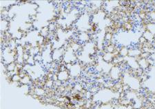 MARCH3 Antibody - 1:100 staining mouse lung tissue by IHC-P. The sample was formaldehyde fixed and a heat mediated antigen retrieval step in citrate buffer was performed. The sample was then blocked and incubated with the antibody for 1.5 hours at 22°C. An HRP conjugated goat anti-rabbit antibody was used as the secondary.