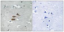 MARCH3 Antibody - Peptide - + Immunohistochemistry analysis of paraffin-embedded human brain tissue using MARCH3 antibody.