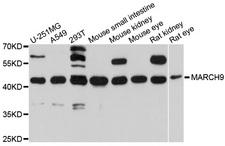 MARCH9 Antibody - Western blot analysis of extracts of various cell lines, using MARCH9 antibody at 1:1000 dilution. The secondary antibody used was an HRP Goat Anti-Rabbit IgG (H+L) at 1:10000 dilution. Lysates were loaded 25ug per lane and 3% nonfat dry milk in TBST was used for blocking. An ECL Kit was used for detection and the exposure time was 5s.