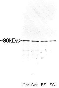 MARCKS Antibody - Western blot of whole rat cortex (Co), cerebellum (Ce), brain stem (BS) and spinal cord (SC) homogenate stained with MARCKS antibody, at dilution of 1:10,000. A prominent band running with an apparent SDS-PAGE molecular weight of ~80kDa corresponds to MARCKS.