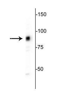 MARCKS Antibody - Western blot of HeLa lysate showing specific immunolabeling of the ~80 kDa MARCKS protein. Click here to view our Western blotting and lysate preparation protocols.