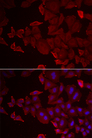 MARCKSL1 Antibody - Immunofluorescence analysis of U2OS cells.