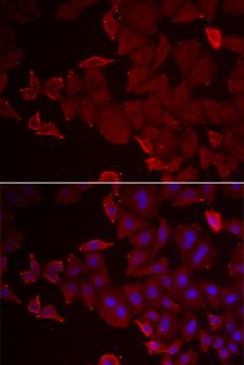 MARCKSL1 Antibody - Immunofluorescence analysis of U2OS cells using MARCKSL1 Polyclonal Antibody.