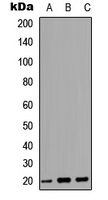 MARCKSL1 Antibody - Western blot analysis of MRP expression in HEK293T (A); Raw264.7 (B); PC12 (C) whole cell lysates.